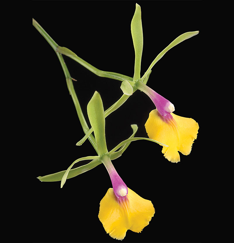 Preview image for “Orchids: Amazing Adaptations” Opens Feb. 16 press release