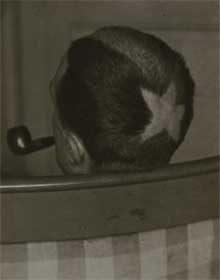 Tonsure (rear view), 1921, Marcel Duchamp (photographed by Man Ray, 1890–1976), Private collection, courtesy of Sean Kelly Gallery, New York City
© 2009 Man Ray Trust / Artists Rights Society (ARS), NY / ADAGP, Paris 