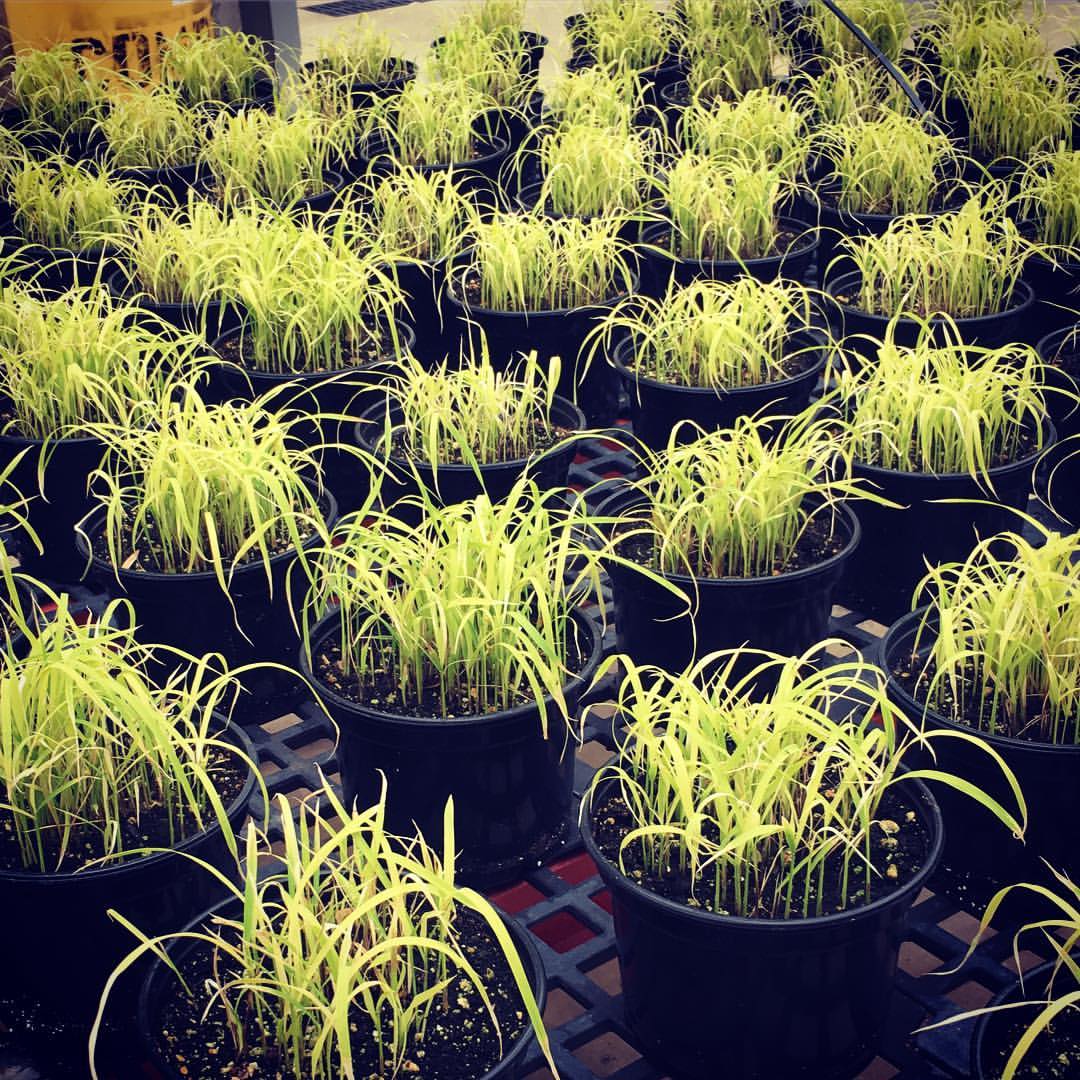 A group of very bright green young rice plants