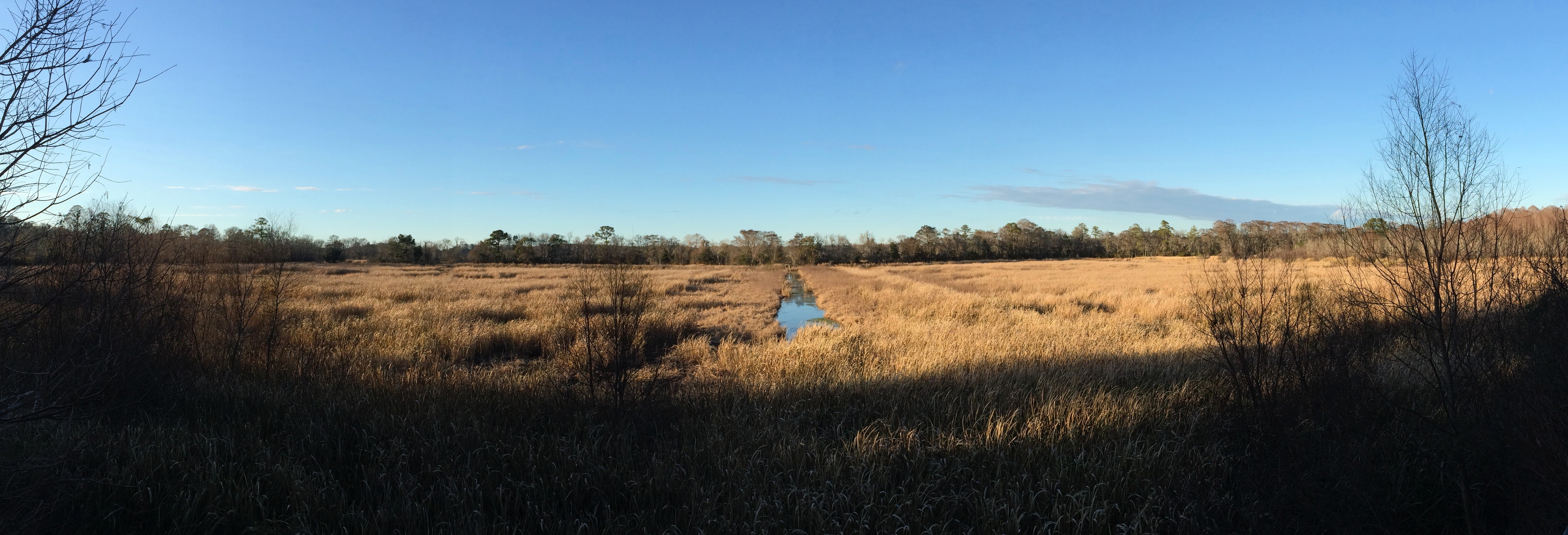 A panoramic view of a rice field and a blue sky