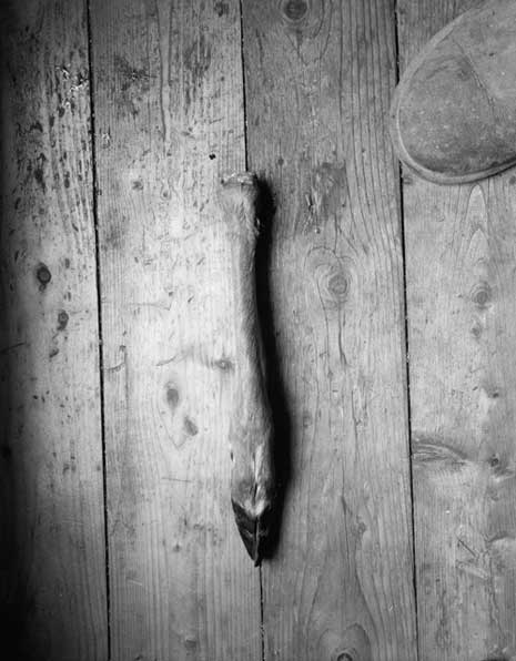 Black and white photo of a detached hoof on a wall