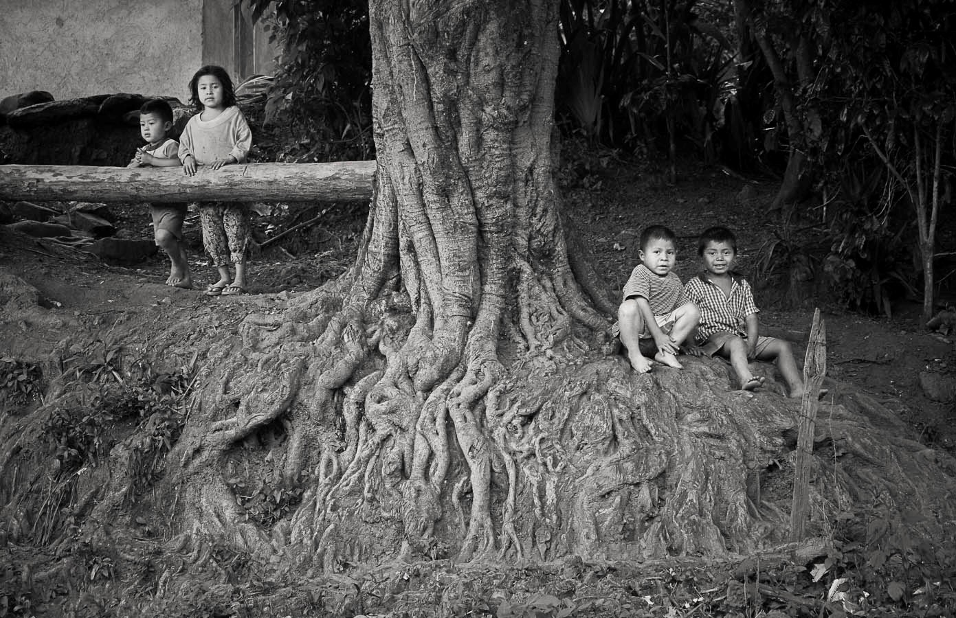 Children playing in the roots of a tree