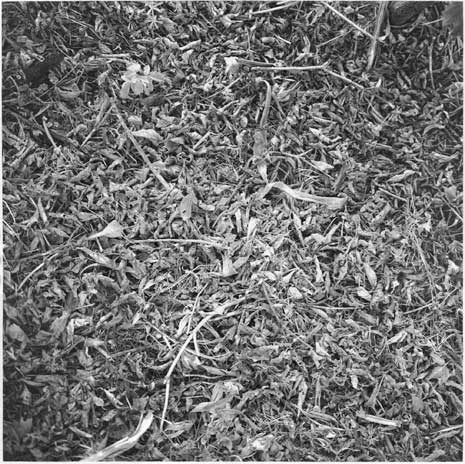 Black and white photorealistic drawing of leaves, sticks, and other natural debris on the ground, titled "Patch of Earth" by Bly Pope