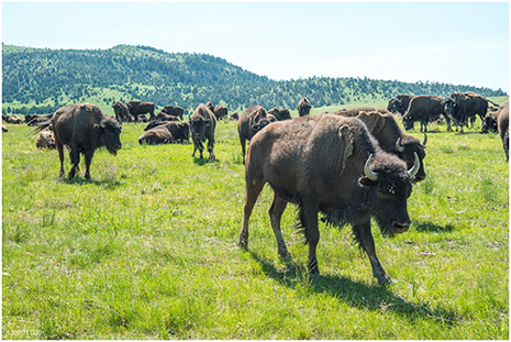 Bison herd