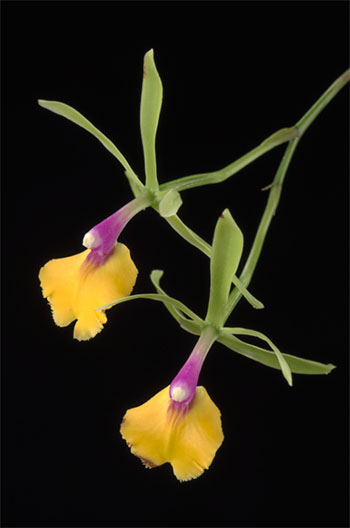 Yellow orchid against a black background