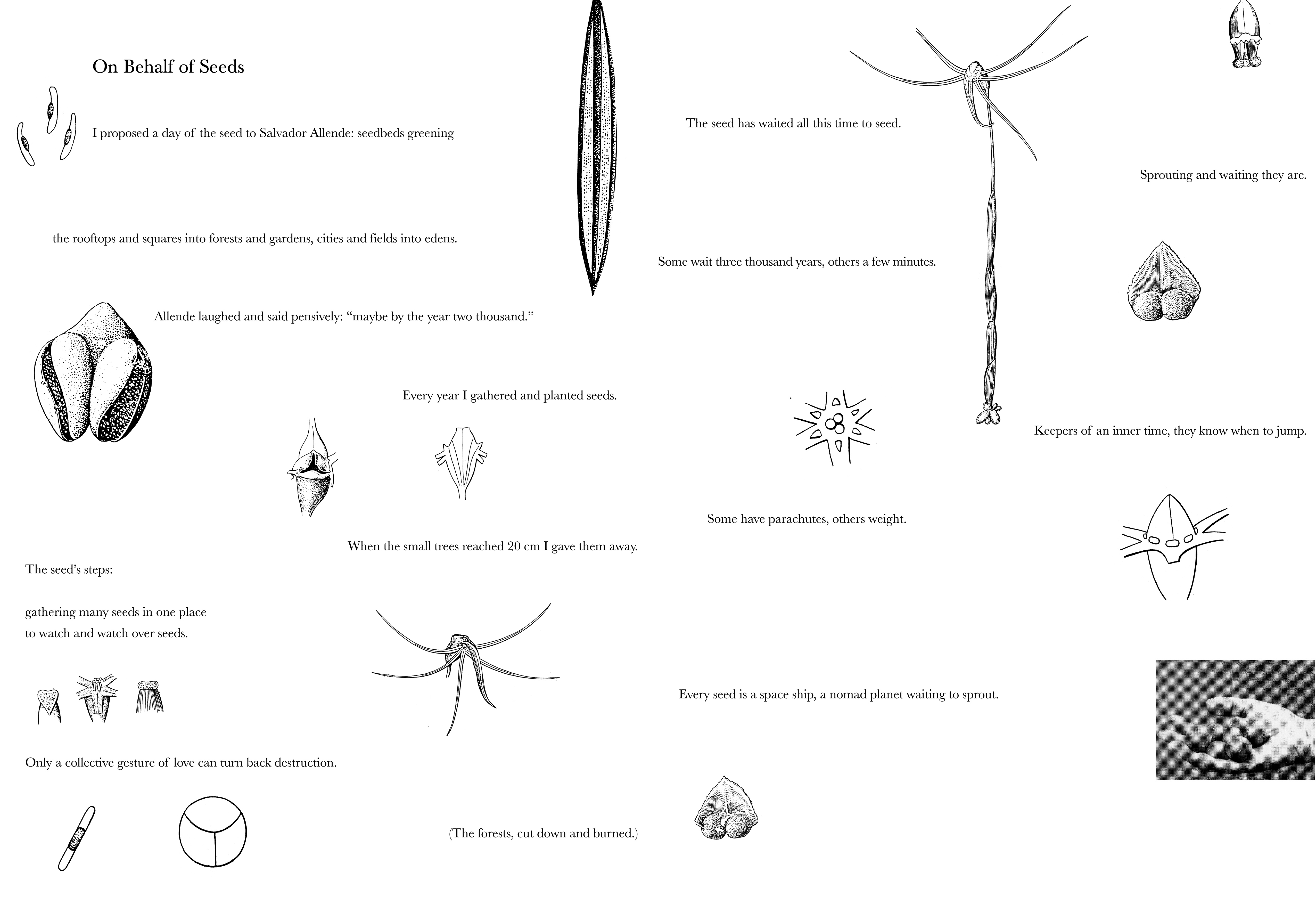 poem illustrated with drawings of seeds
