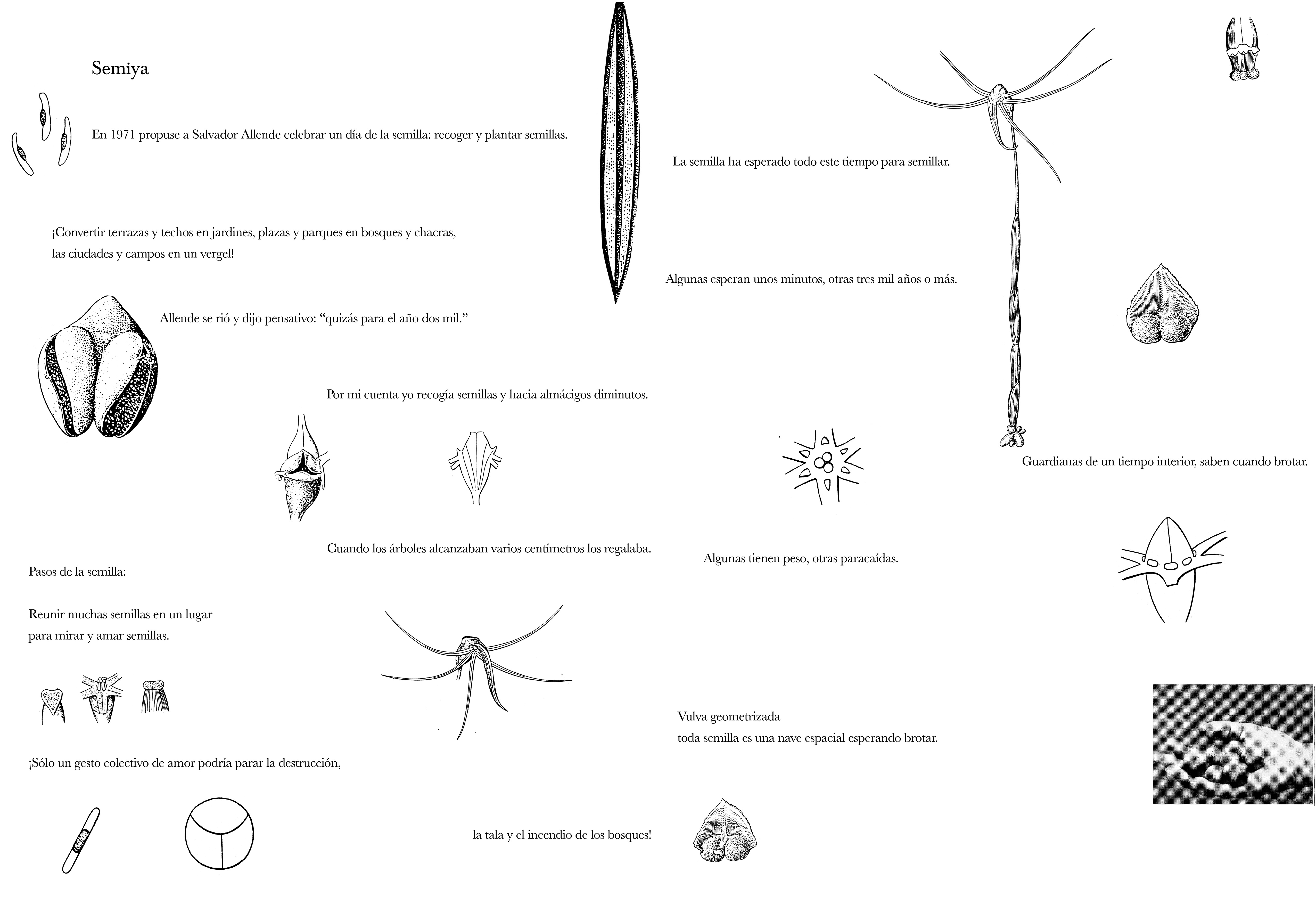poem illustrated with drawings of seeds