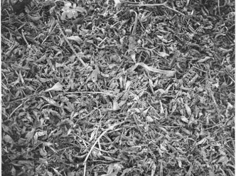 Black and white photorealistic drawing of leaves, sticks, and other natural debris on the ground, titled "Patch of Earth" by Bly Pope